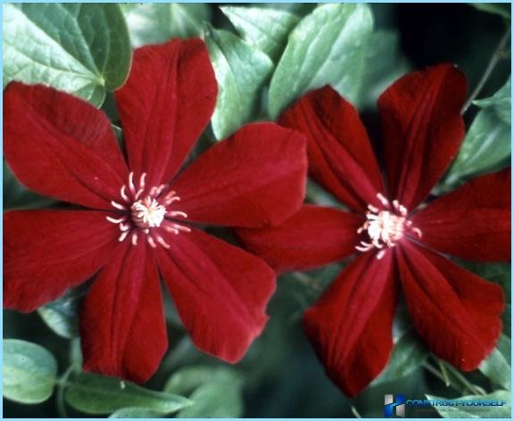 Clematis gebruiken in landschapsarchitectuur