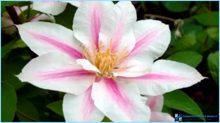 How to use clematis in the landscape design