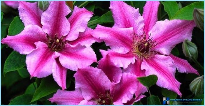 How to use clematis in the landscape design