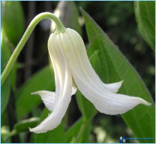 How to use clematis in the landscape design