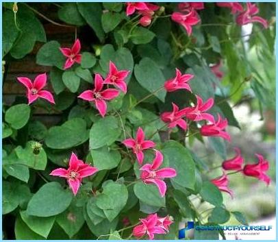 Clematis gebruiken in landschapsarchitectuur