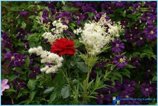 How to use clematis in the landscape design