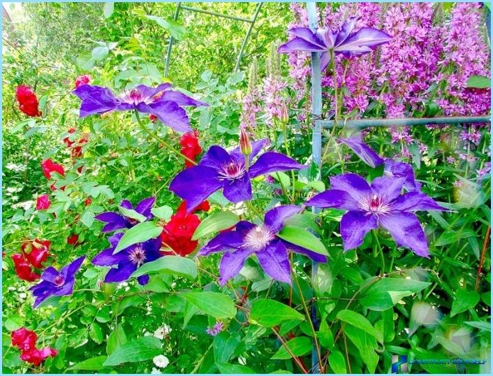 Clematis gebruiken in landschapsarchitectuur