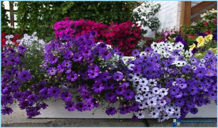 Planter og blomster til den alpine bakke