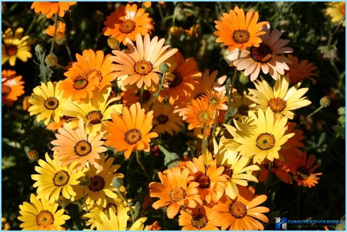 Plants and flowers for the Alpine slide