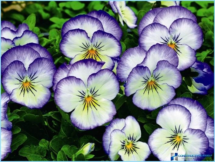 Plantas y flores para el cerro alpino