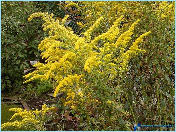 Landschaftsgestaltung eines kleinen Sommerhauses