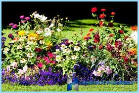 Beautiful design and decoration of flower beds and flower beds at the cottage