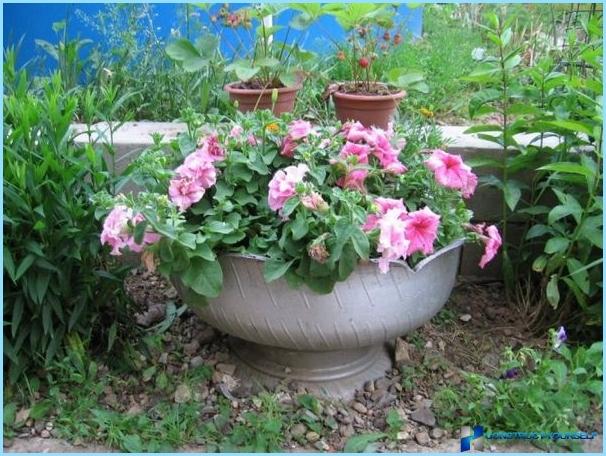 Beautiful design and decoration of flower beds and flower beds at the cottage