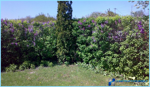 A hedge of lilac