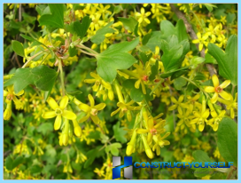 A hedge of currant photo