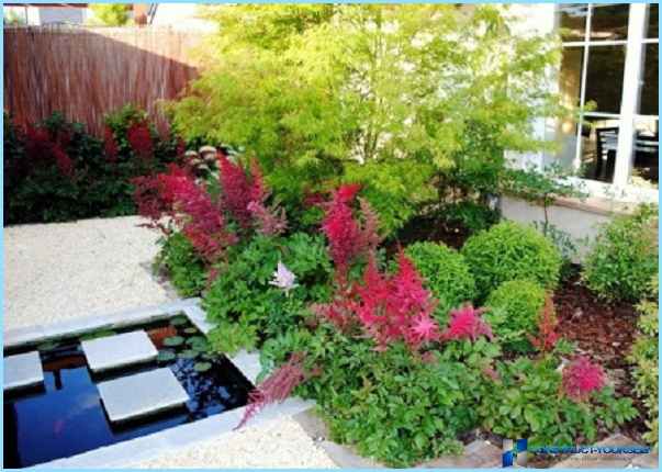 How to use the astilba in landscape design