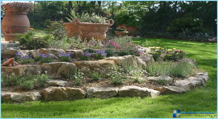 What plants are used for rockeries