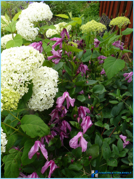 Clematis gebruiken in landschapsarchitectuur