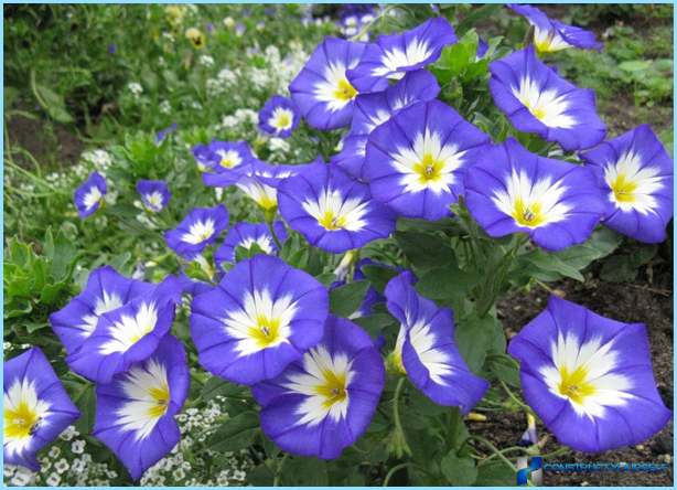 Planter og blomster til den alpine bakke