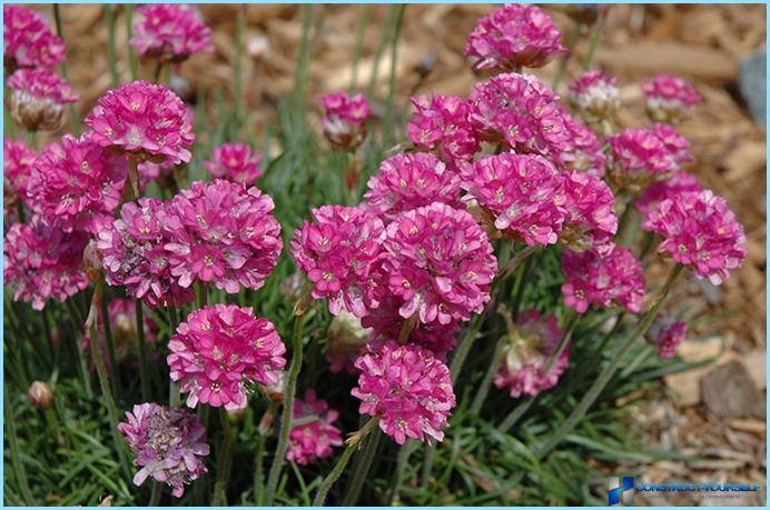 Plants and flowers for the Alpine slide