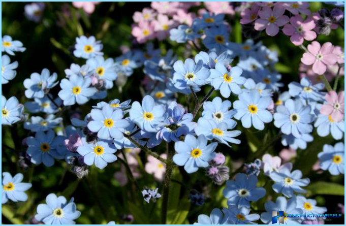 Planter og blomster for alpinbakken