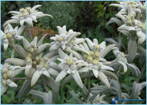 Pflanzen und Blumen für den Alpenhügel