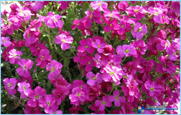 Planter og blomster til den alpine bakke