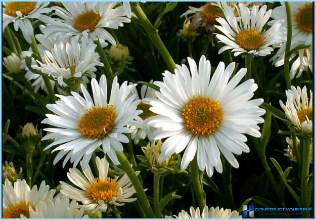 Planter og blomster for alpinbakken