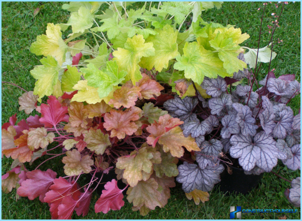 Plantas y flores para el cerro alpino