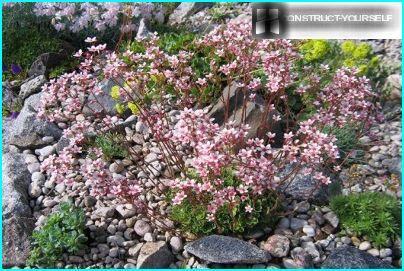 Saxifrage i en stenet have