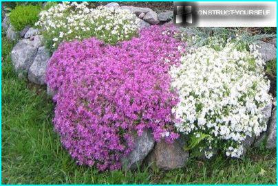 Phlox subulate in rockeries