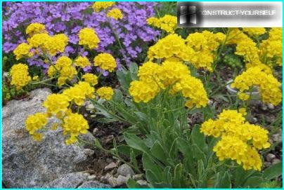 Alyssum rock has honey aroma