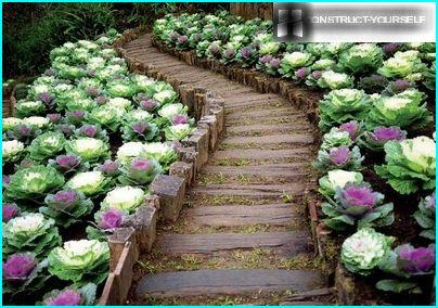 Ornamental Kale – white touches on the vegetable garden