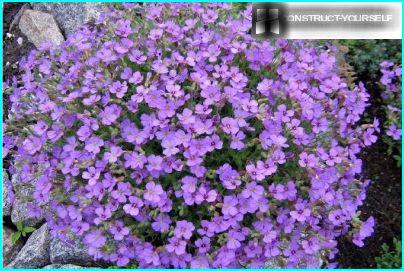 Aubrieta inviernos con hojas