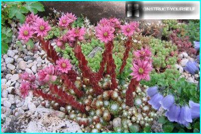 Unusual flowering young cobwebby