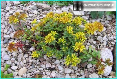 Sedum forma alfombras densas