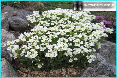 Kaukasiske arabier blomstrer i en frodig sky av hvite blomster