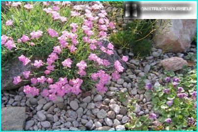 Alpint nelliker på blomsterbedet