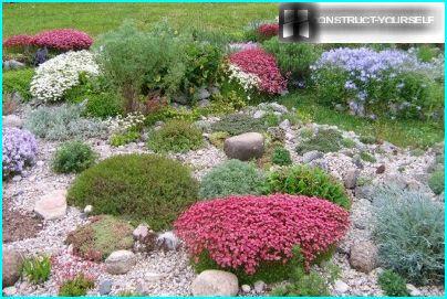 Rockery in summer the riot of colors