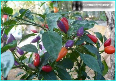 Ornamental varieties of bitter pepper