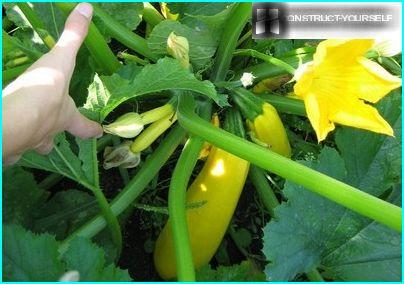 Courgettes 