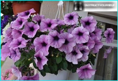 Planter og petunia på balkonen