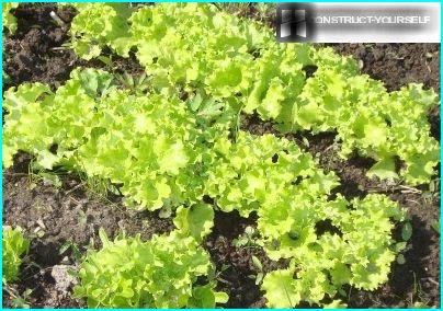 Krullende salade - verse groenten op tafel