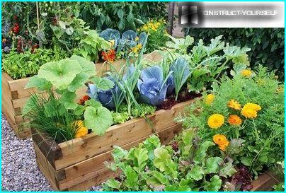 Camas de vegetais em recipientes de madeira