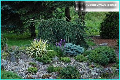 Rock garden with conifers