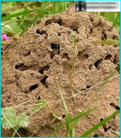 Myrer på græsplænen