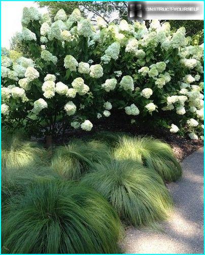 Kukkivat hydrangean 