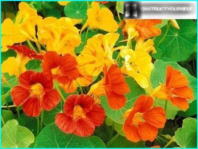 Nasturtium