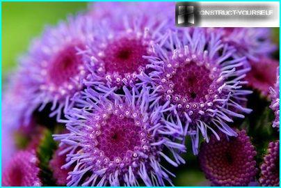 Ageratum