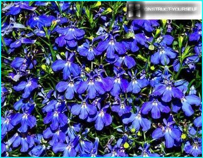 lobelia