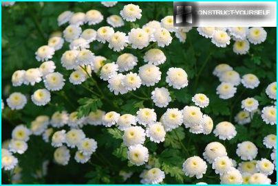 Feverfew