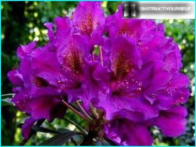 Rododendros en flor