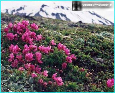 Rododendron Kamczatka