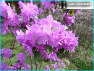 Rododendro Ledebour